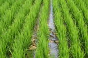 有机水稻种植施肥技术规范（有机水稻种植专用有机肥）