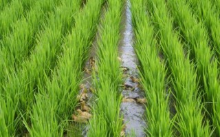 有机水稻种植施肥技术规范（有机水稻种植专用有机肥）